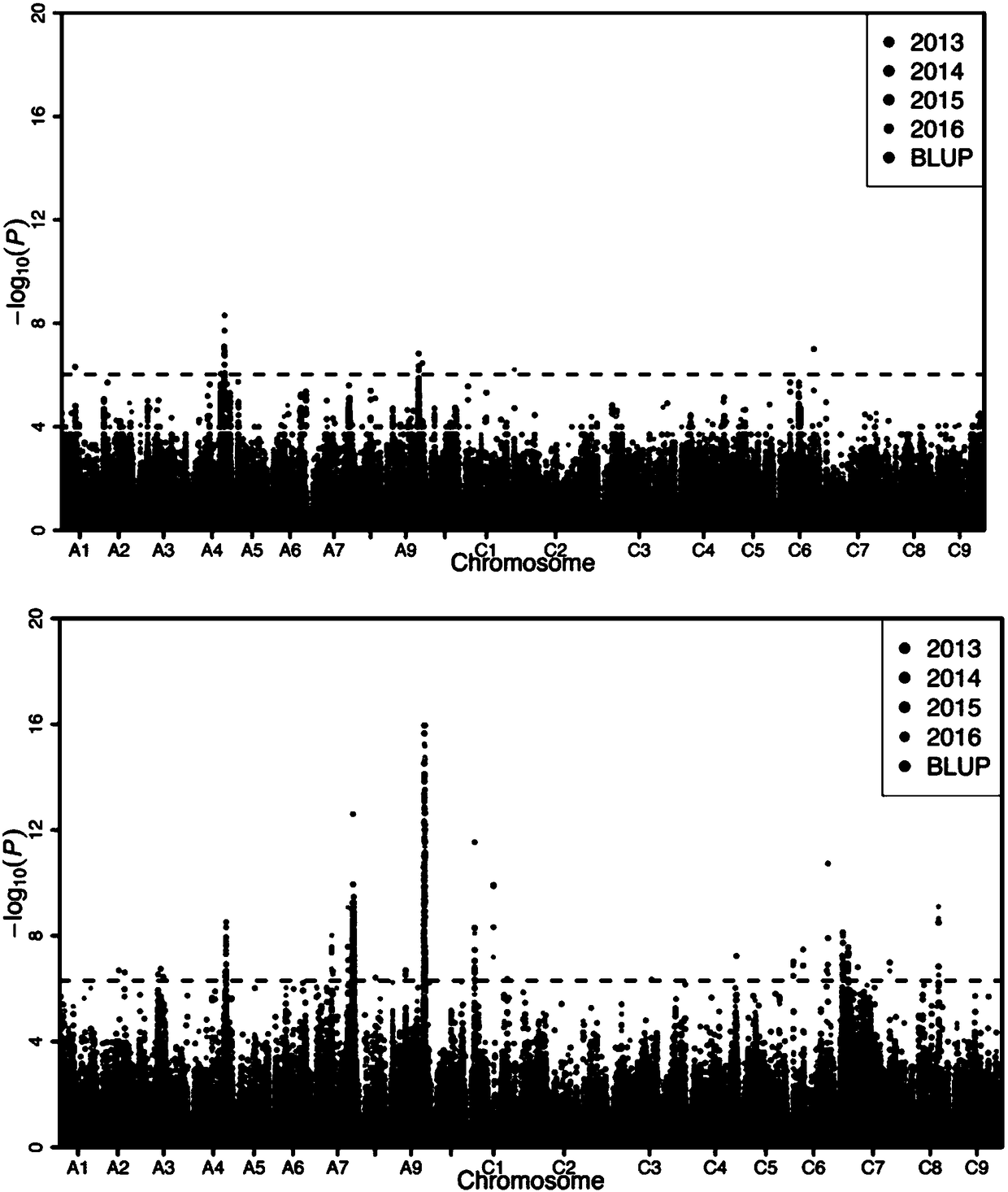 Molecular marker and application closely related to grain weight and silique length of oilseed rape