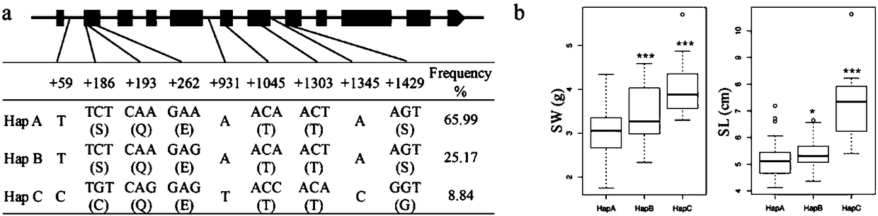 Molecular marker and application closely related to grain weight and silique length of oilseed rape