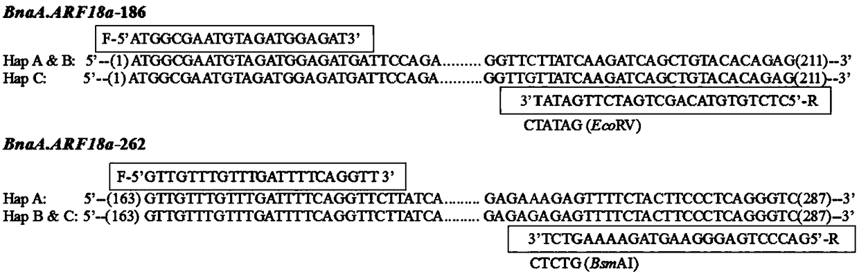 Molecular marker and application closely related to grain weight and silique length of oilseed rape