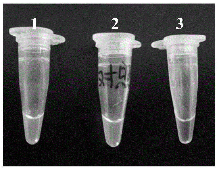 Photobacterium damsela rapid detection primer, kit and application