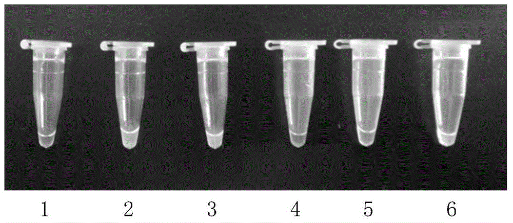 Photobacterium damsela rapid detection primer, kit and application