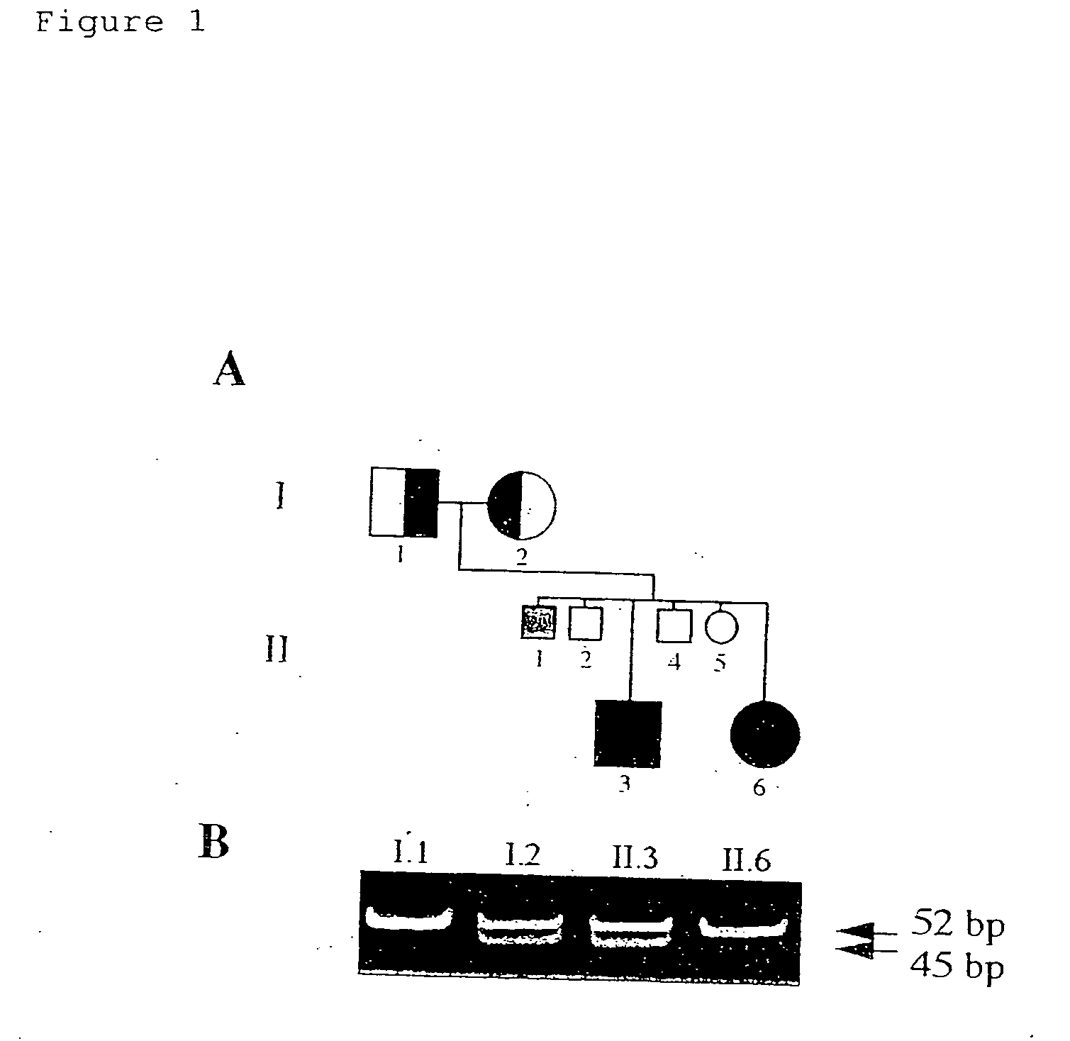 Gene causative of Rothmund-Thomson syndrome and gene product