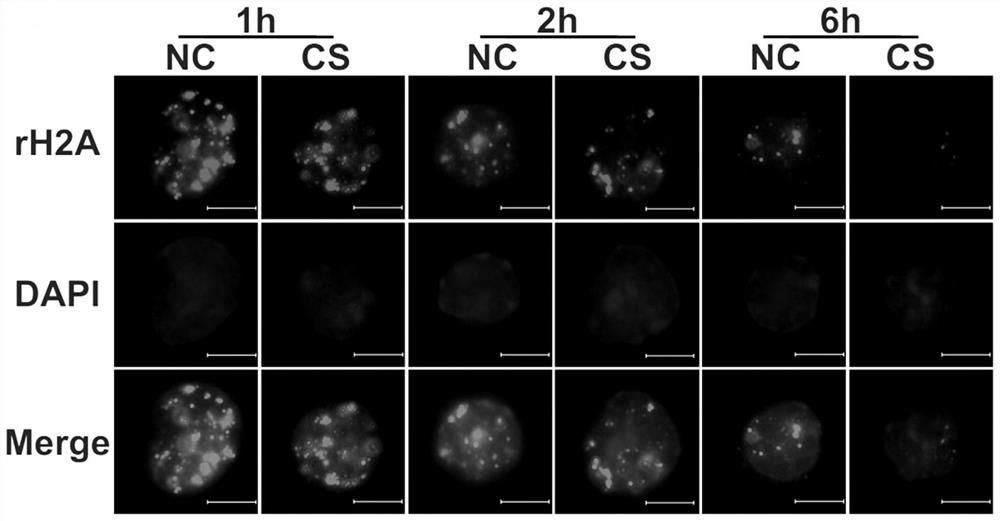 Application of RORa protein and agonist thereof in preparation of acute DNA damage repairing agent