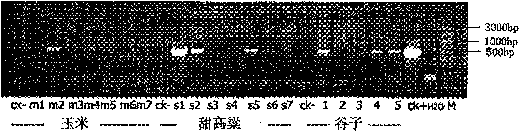 Modified method for transforming gramineous crop by agrobacterium mediated flower-dipping method