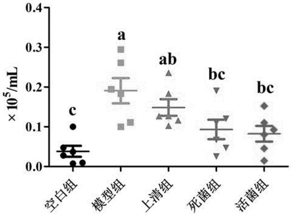 Application of Faecalibacterium prausnitzii in relieving allergic asthma and rhinitis Th2 reaction