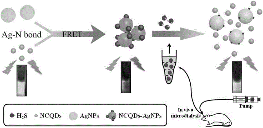 Fluorescent nanometer probe for detecting hydrogen sulfide and preparation method and application of fluorescent nanometer probe