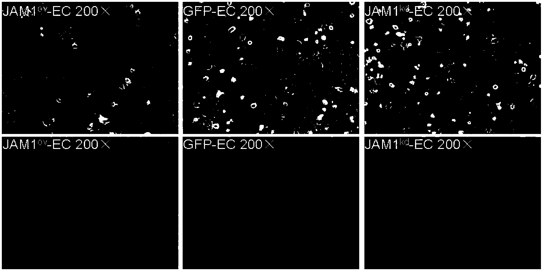 Method for promoting epidermal cell proliferation