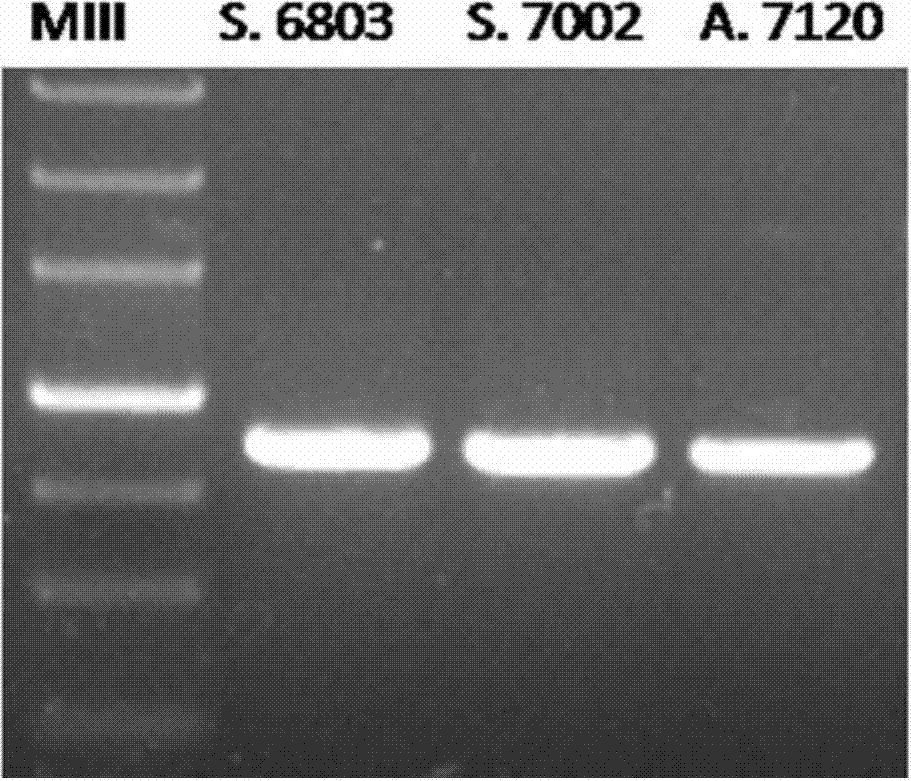 Cyanobacteria cell crushing method and device