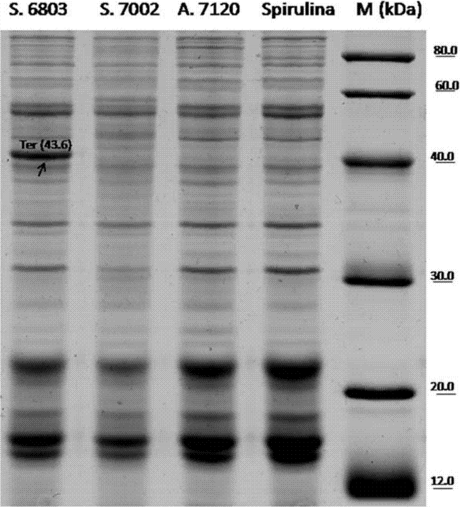 Cyanobacteria cell crushing method and device