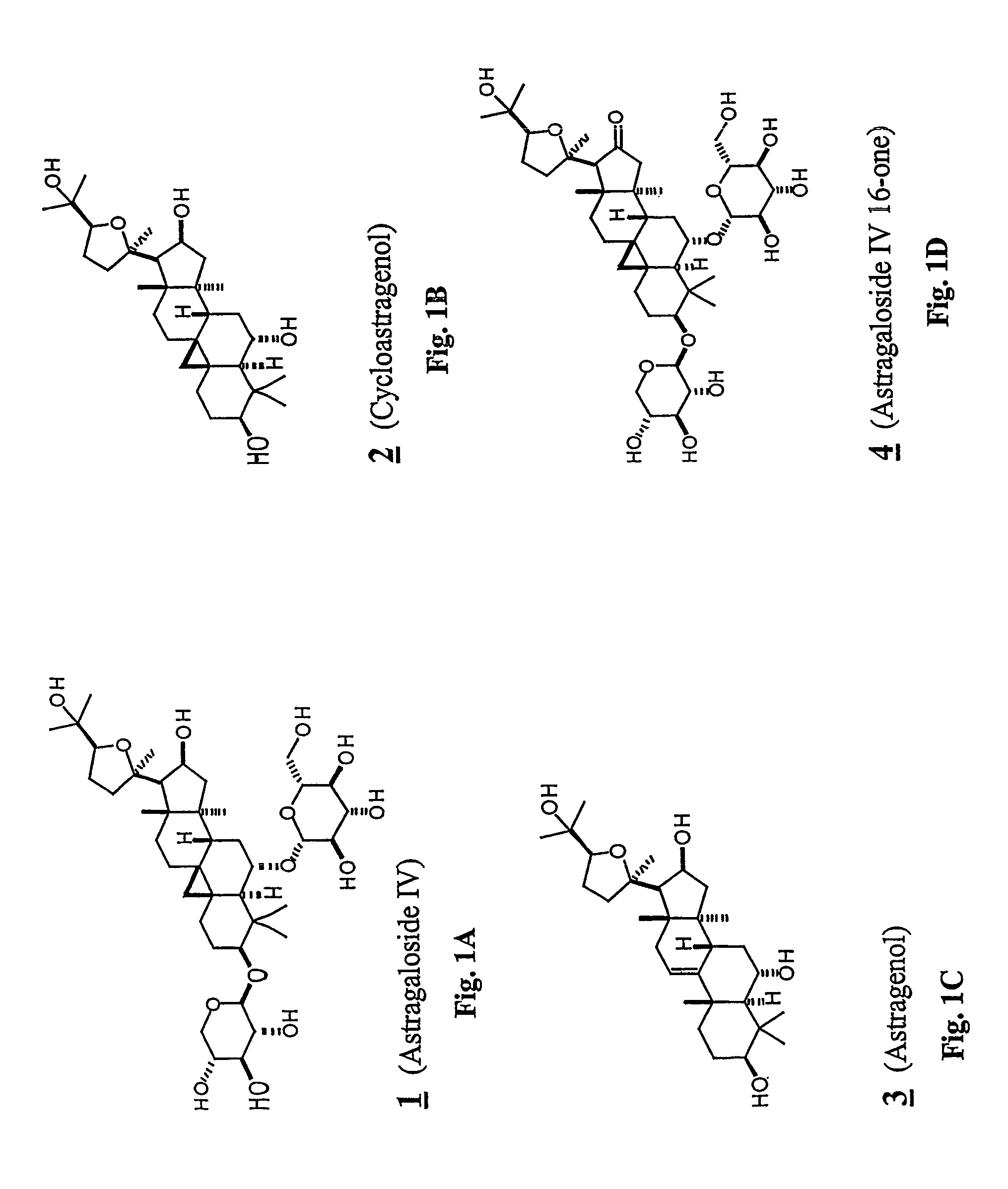 Compositions and methods for increasing telomerase activity