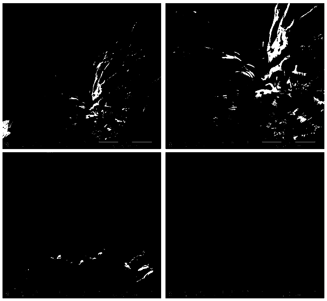 Spherical activated carbon ozone catalyst with high alkalinity on surface and application of spherical activated carbon ozone catalyst