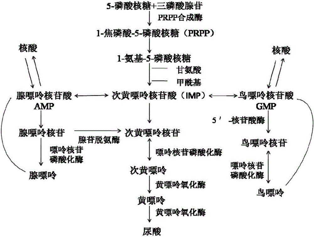 Hyperuricemia hepatocyte model and construction method thereof