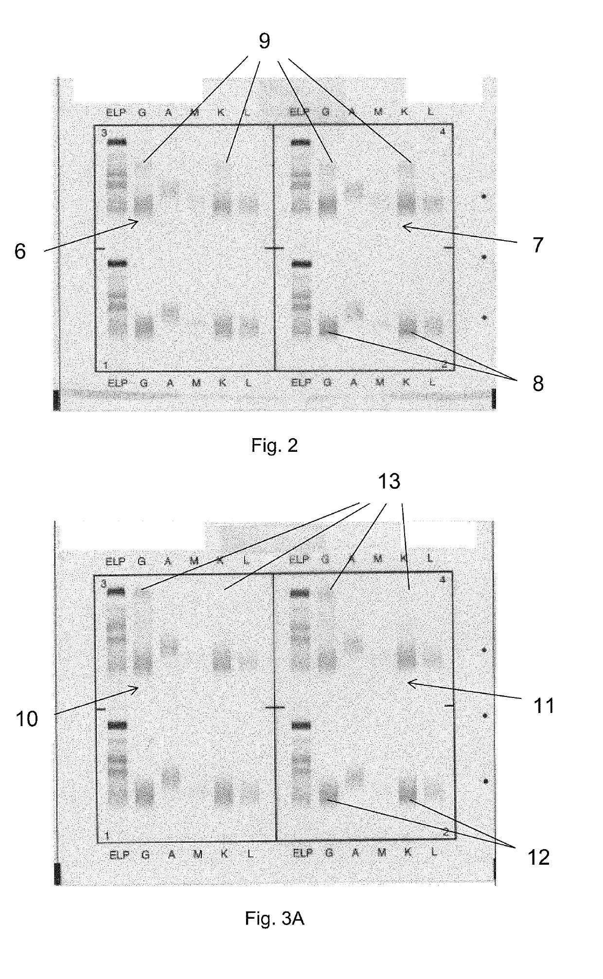 Improved immunofixation electrophoresis method with target component on-gel immunodisplacement