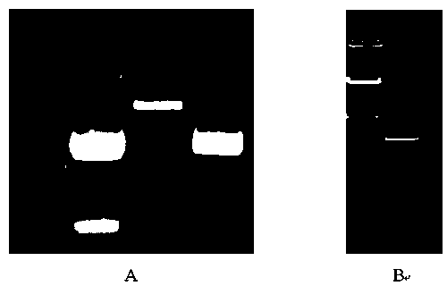 Calcineurin catalytic subunit gene and application thereof