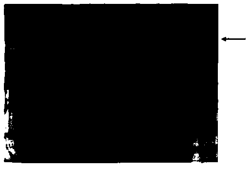 Calcineurin catalytic subunit gene and application thereof