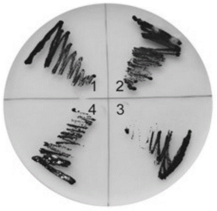 Method for performing sterilization by using mixed antibacterial agent in cultivation process of chlamydomonas reinhardtii