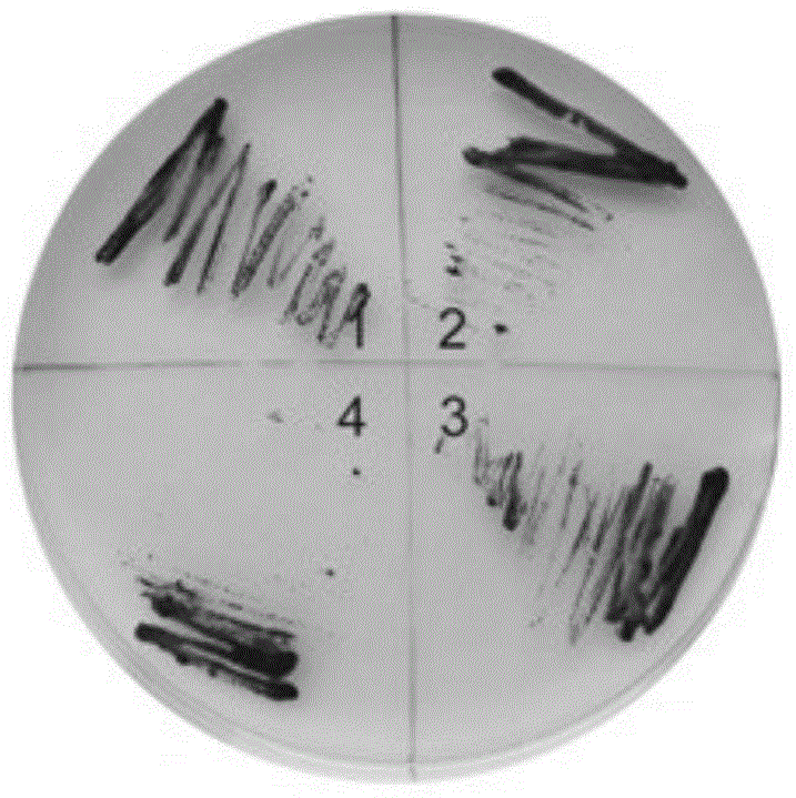 Method for performing sterilization by using mixed antibacterial agent in cultivation process of chlamydomonas reinhardtii