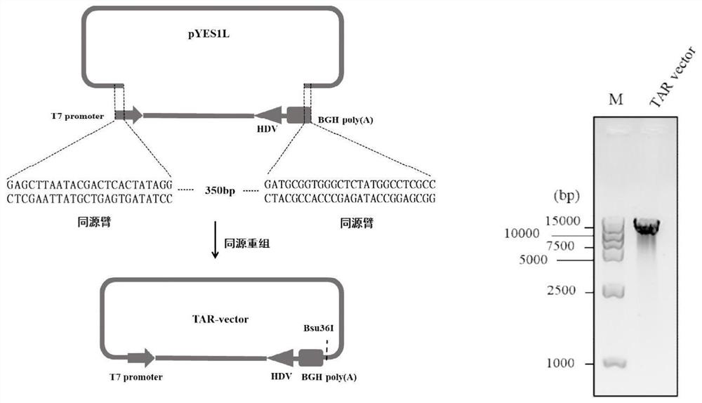 Gene type I and gene type III Japanese encephalitis virus infectious clone as well as construction method and application thereof