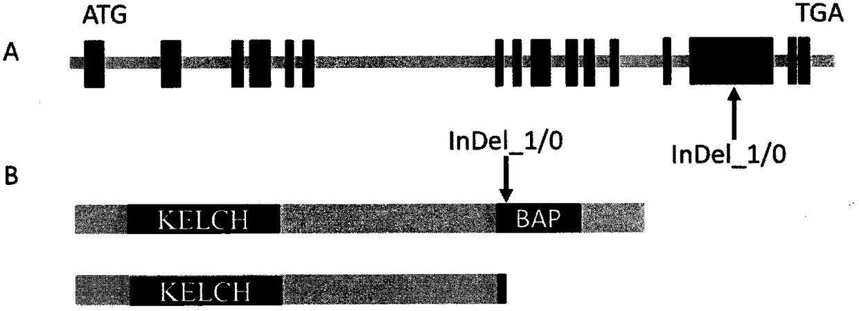 Gene ZmNL4 for controlling corn leaf width and application thereof