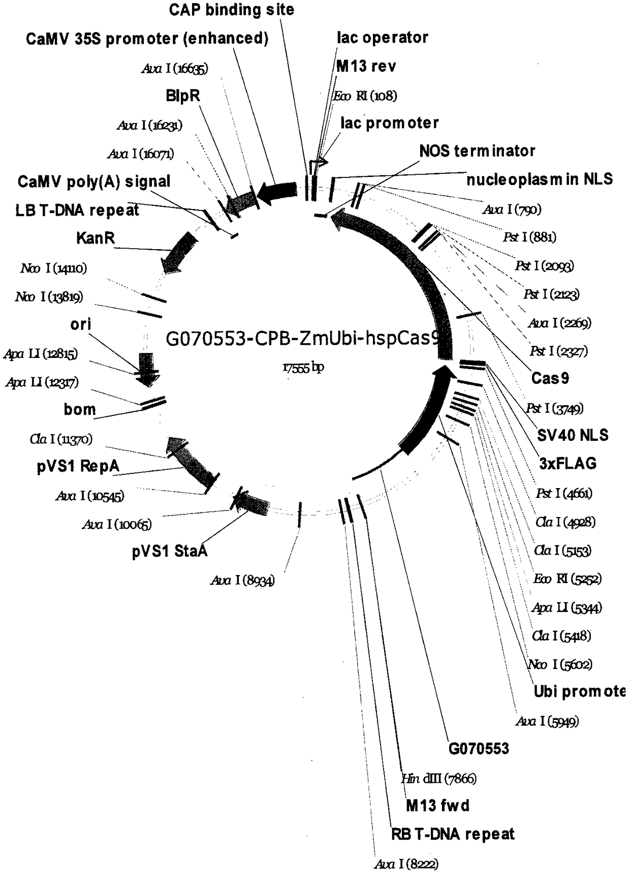 Gene ZmNL4 for controlling corn leaf width and application thereof