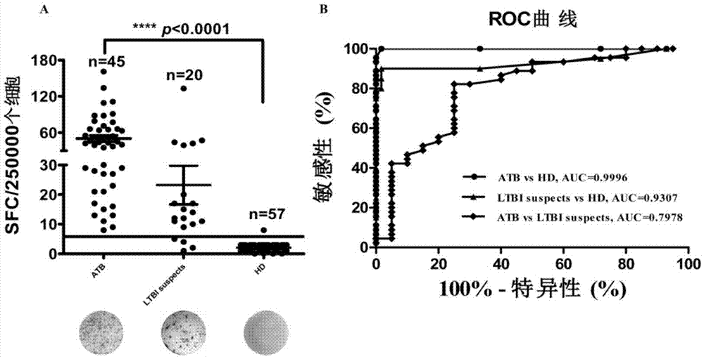 Mycobacterium tuberculosis T cell antigen epitope polypeptide and application thereof