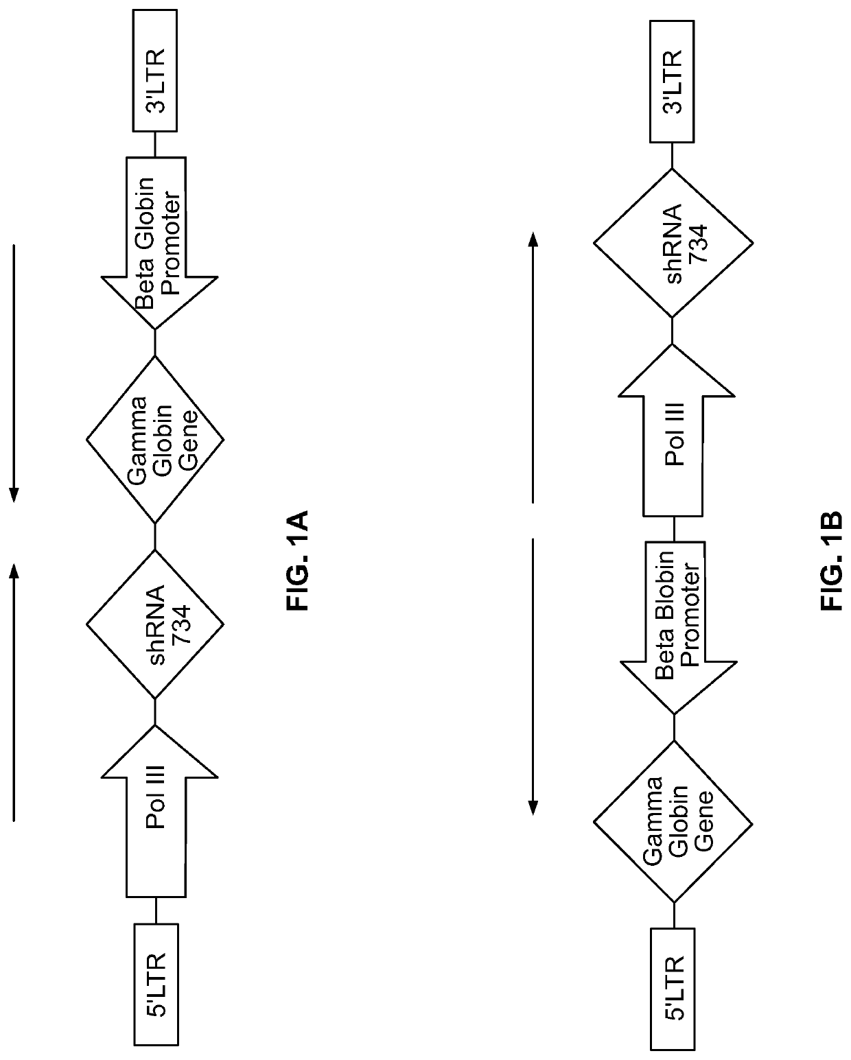 Compositions and methods for treating beta-hemoglobinopathies