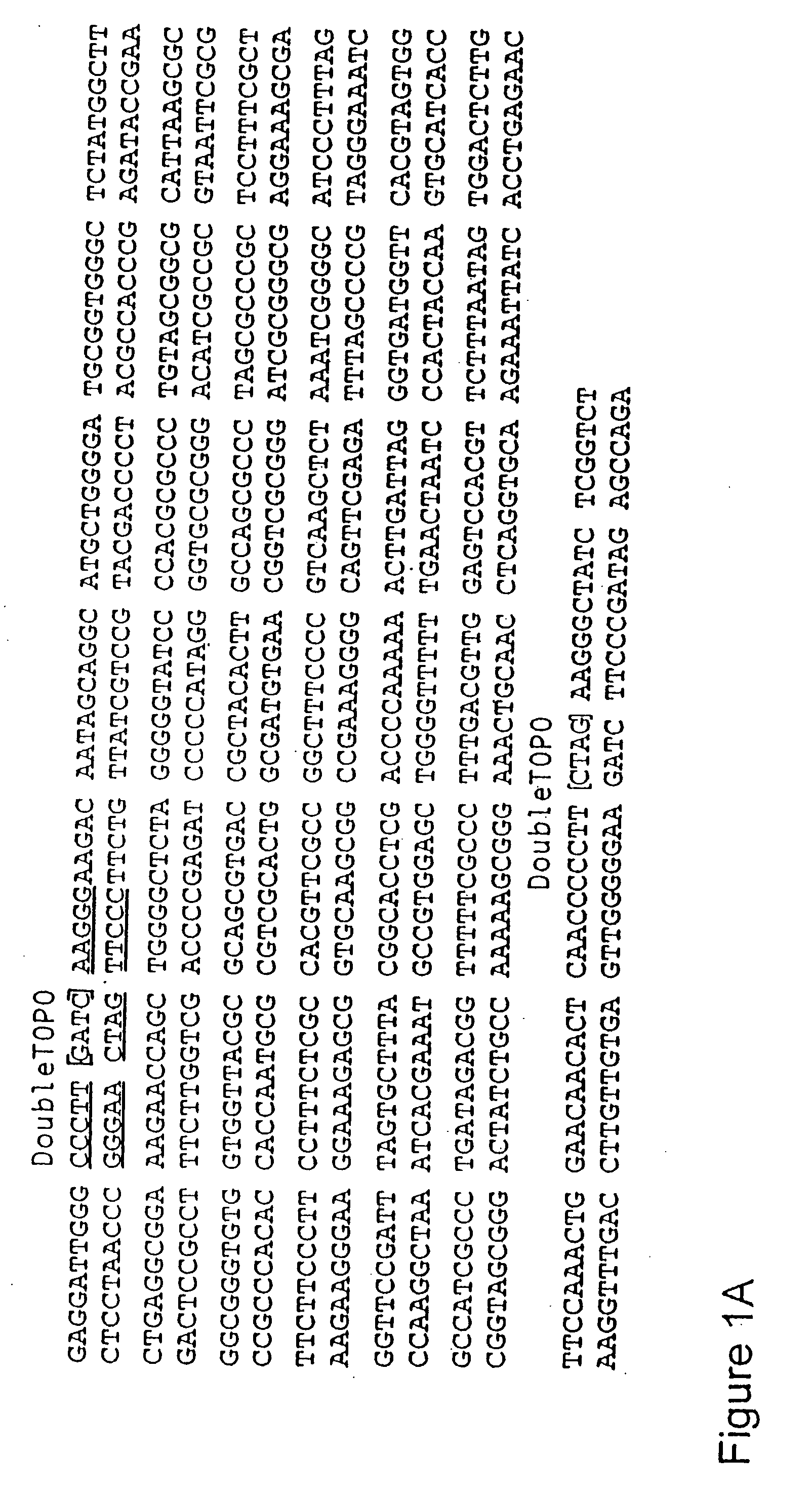 System for the rapid manipulation of nuculeic acid sequences