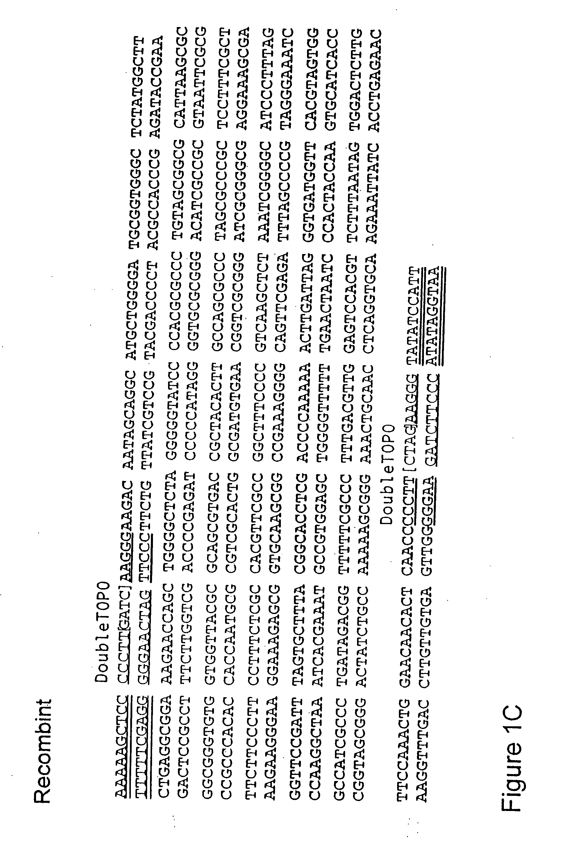 System for the rapid manipulation of nuculeic acid sequences