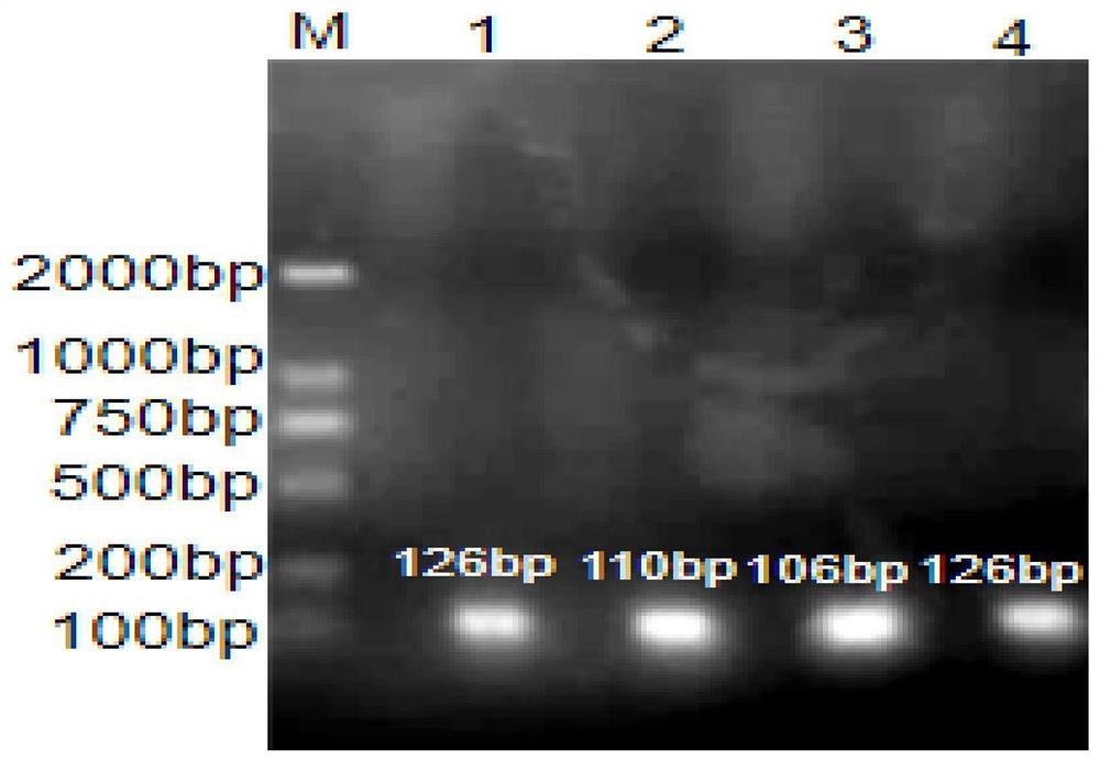 Primer probe combination for detecting bovine respiratory viruses, kit and application