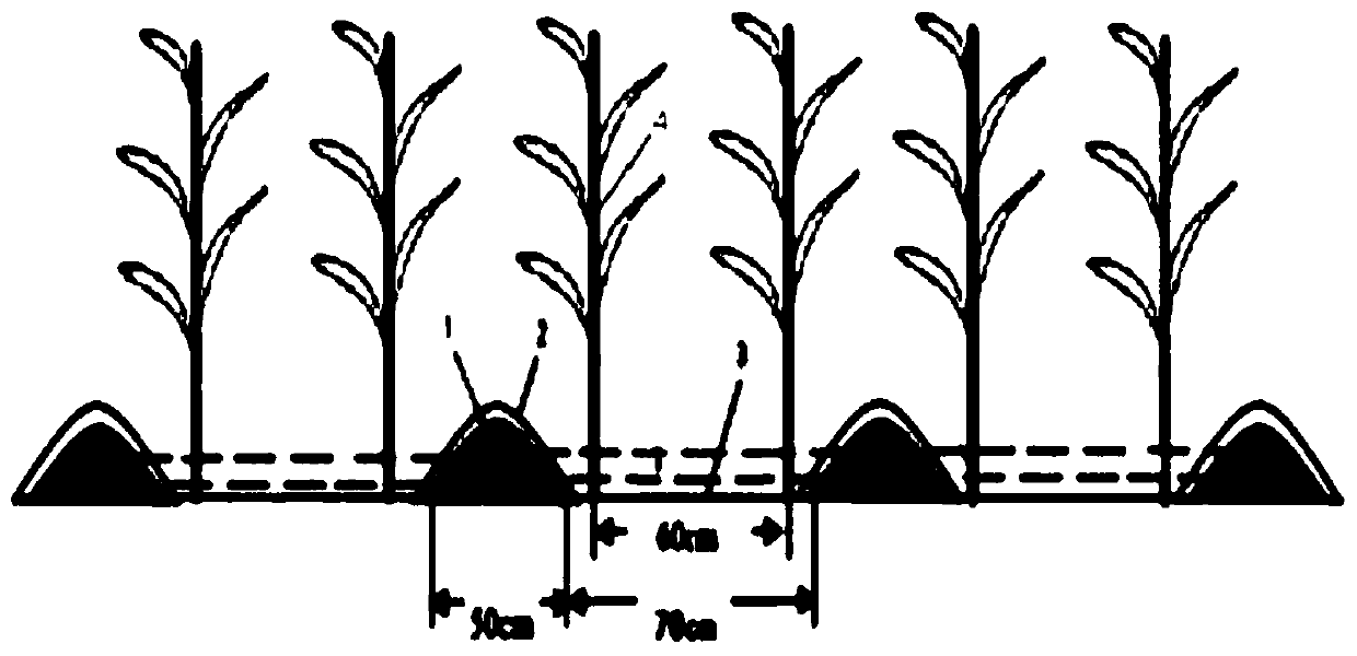 High-efficiency corn cultivation method in saline-alkali land