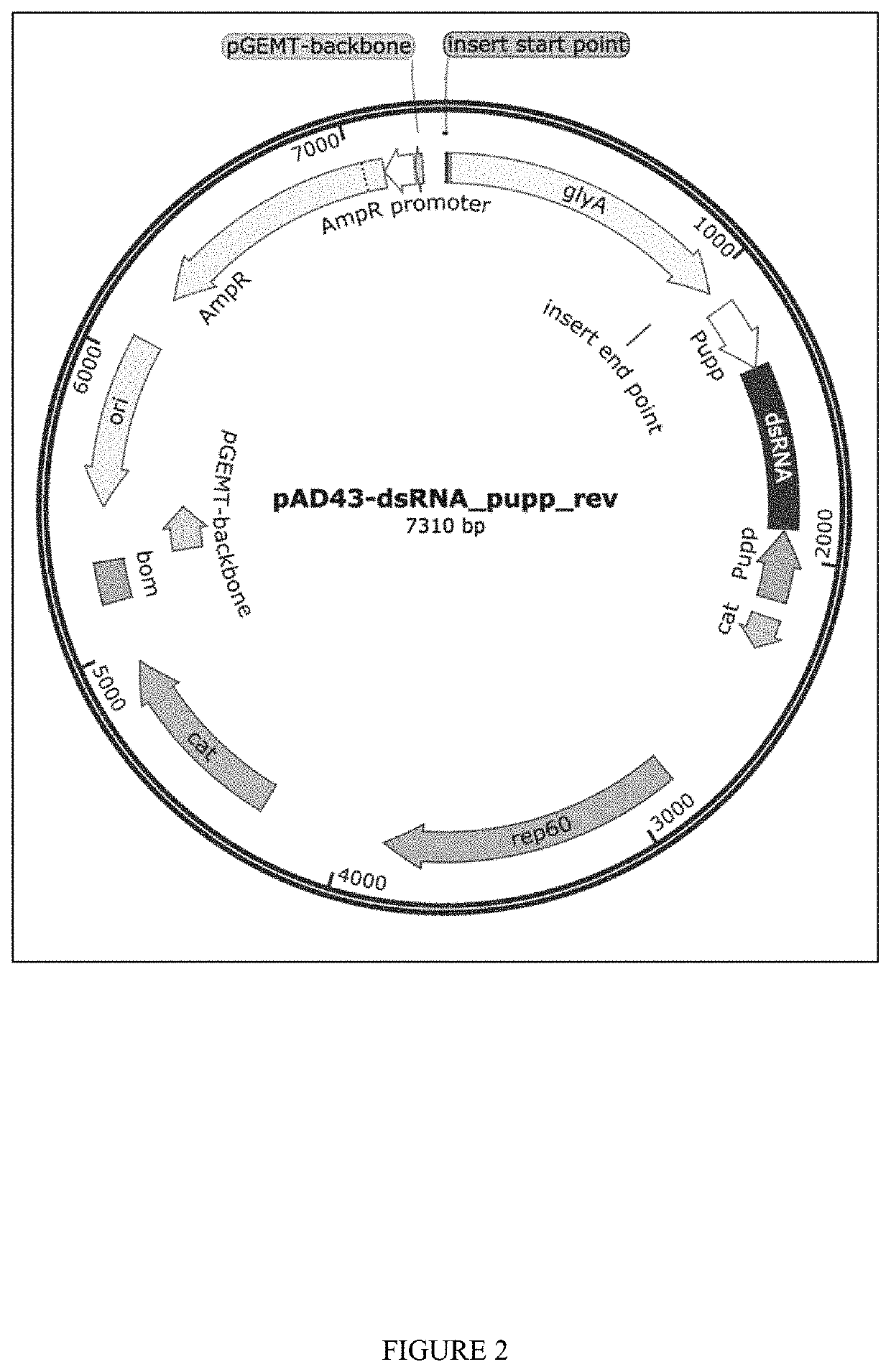 Novel System for the Biocontrol of Pathogens in Aquaculture and Other Animal Systems