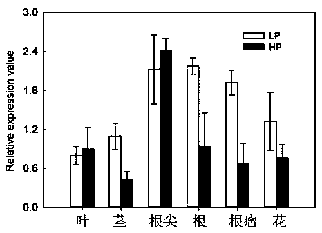 Application of loading protein gene GmPHF1a of phosphorus transporter gene