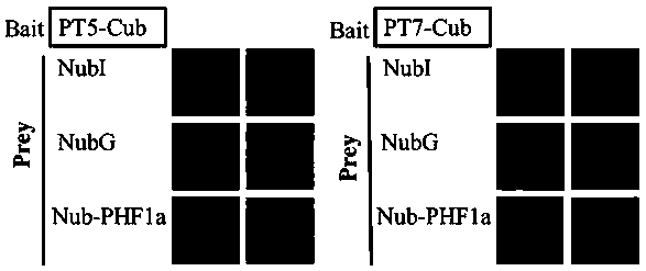 Application of loading protein gene GmPHF1a of phosphorus transporter gene