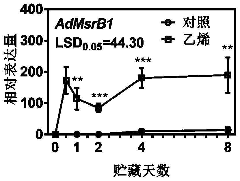 AdMsrB1 gene for increasing ACC content and application thereof