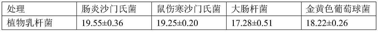 Lactobacillus plantarum and application thereof