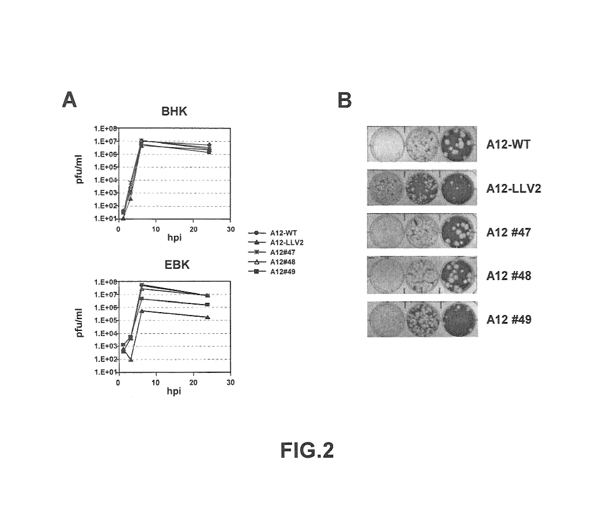 Recombinant live attenuated foot-and-mouth disease (FMD) vaccine containing mutations in the L protein coding region