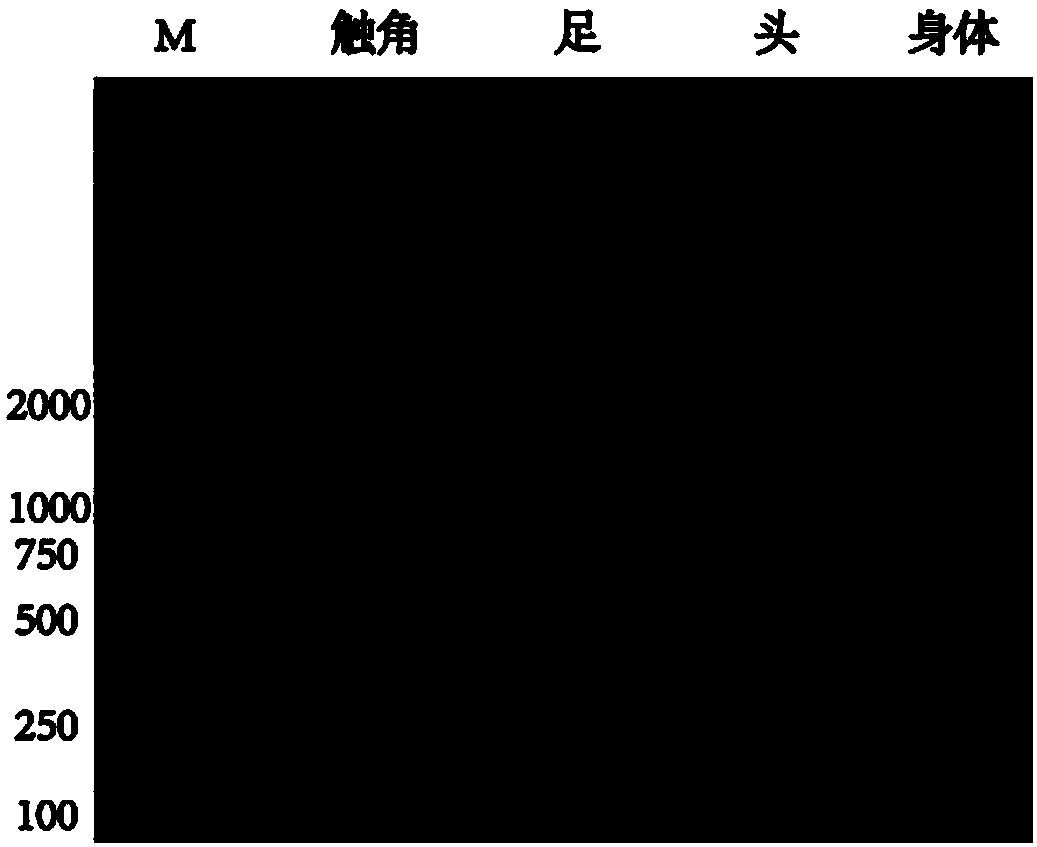 Odorant-binding protein of Myzus persicae and application of odorant-binding protein