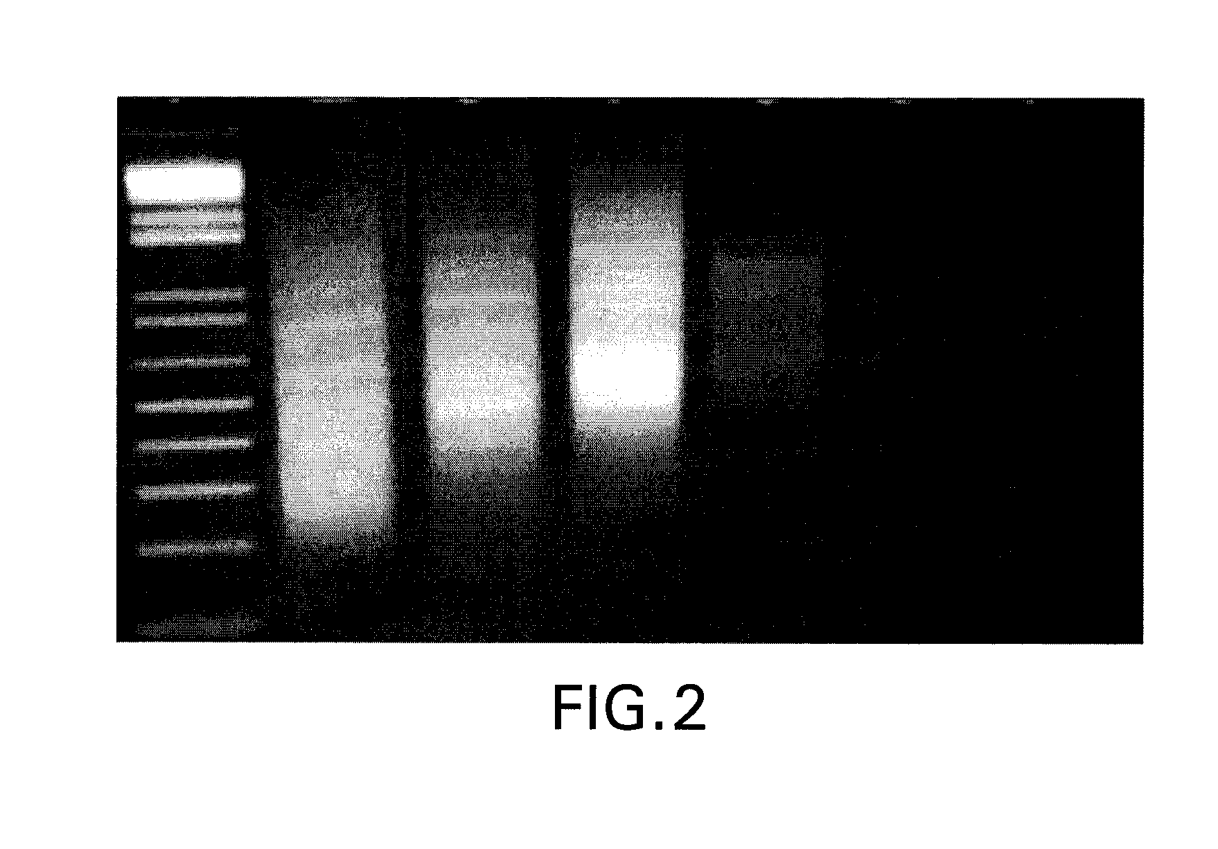 Method for genome complexity reduction and polymorphism detection