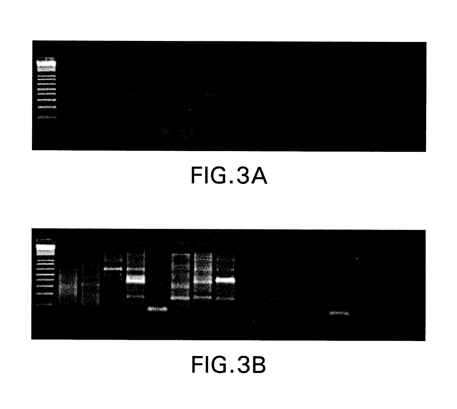 Method for genome complexity reduction and polymorphism detection