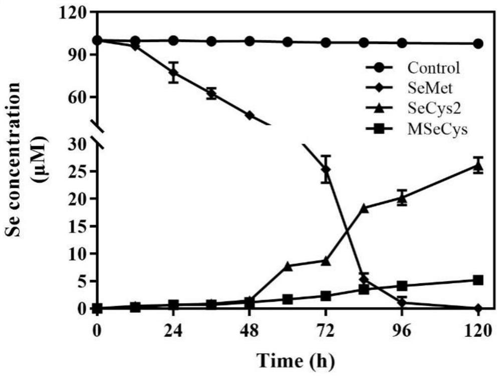 LX-88 strain with good selenium conversion and Se (0) oxidation capacities and application of LX-88 strain