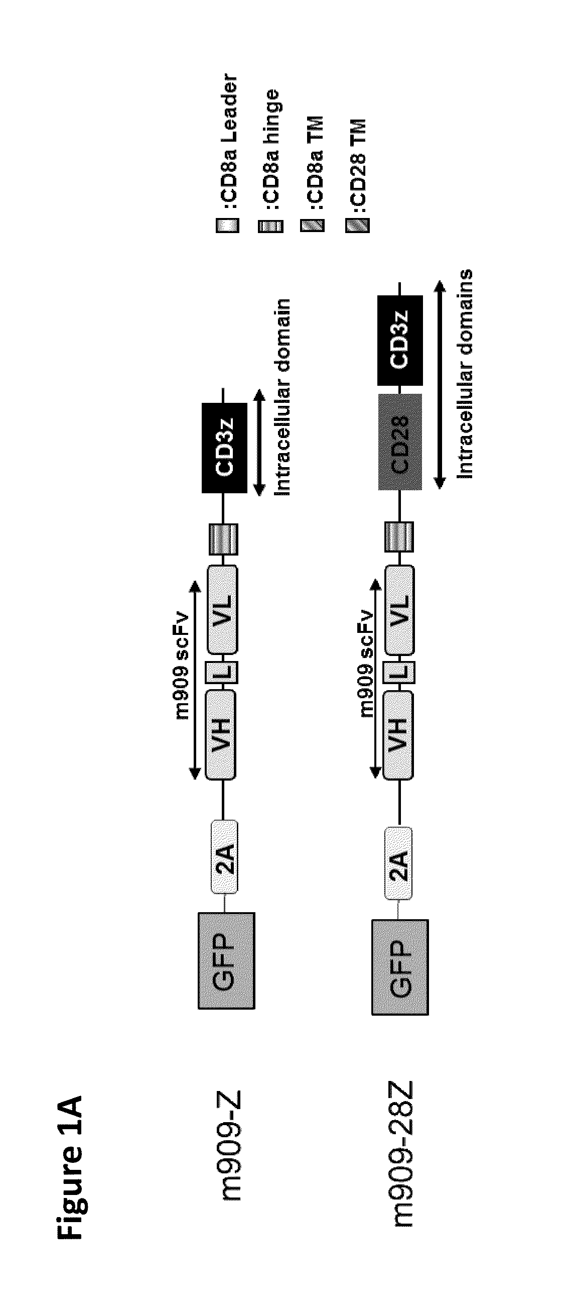 Chimeric antigen receptor specific for folate receptor β