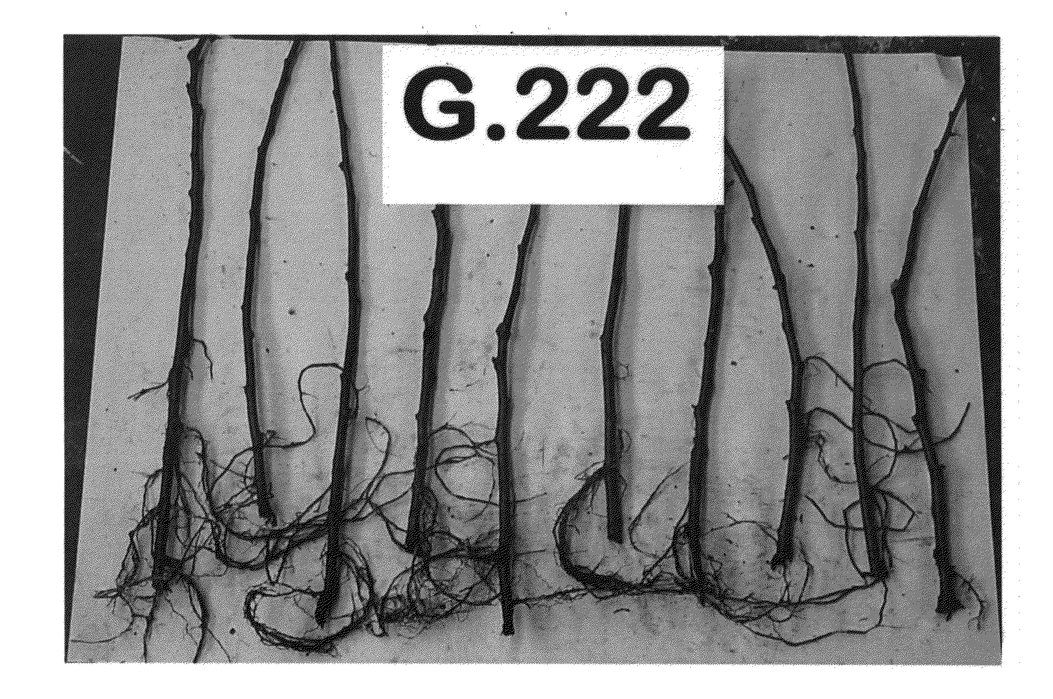 Apple tree rootstock named 'G.222'