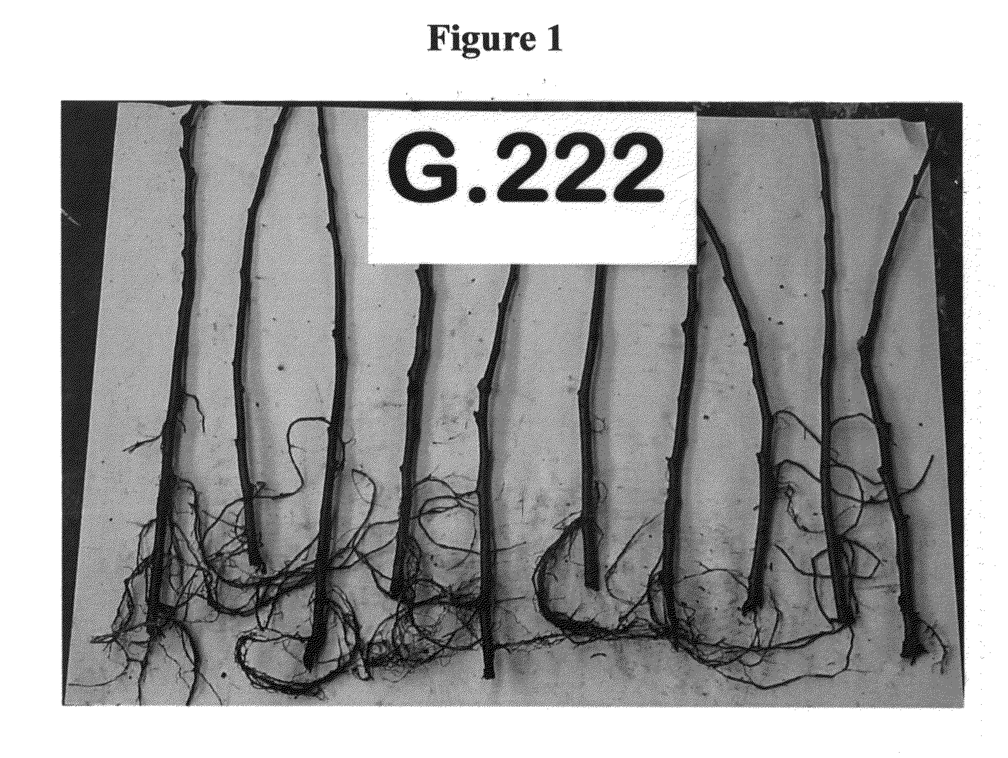 Apple tree rootstock named 'G.222'