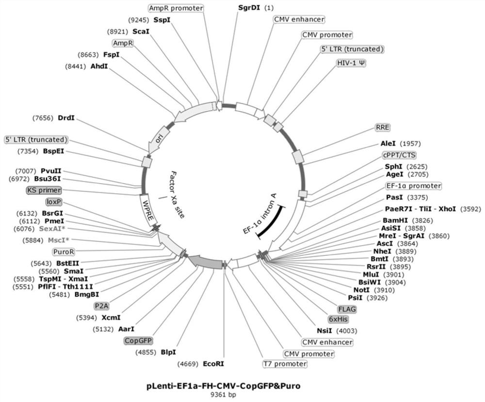 Fusion imaging gene, lentivirus expression plasmid thereof, lentivirus, cell, and preparation method and application of cell