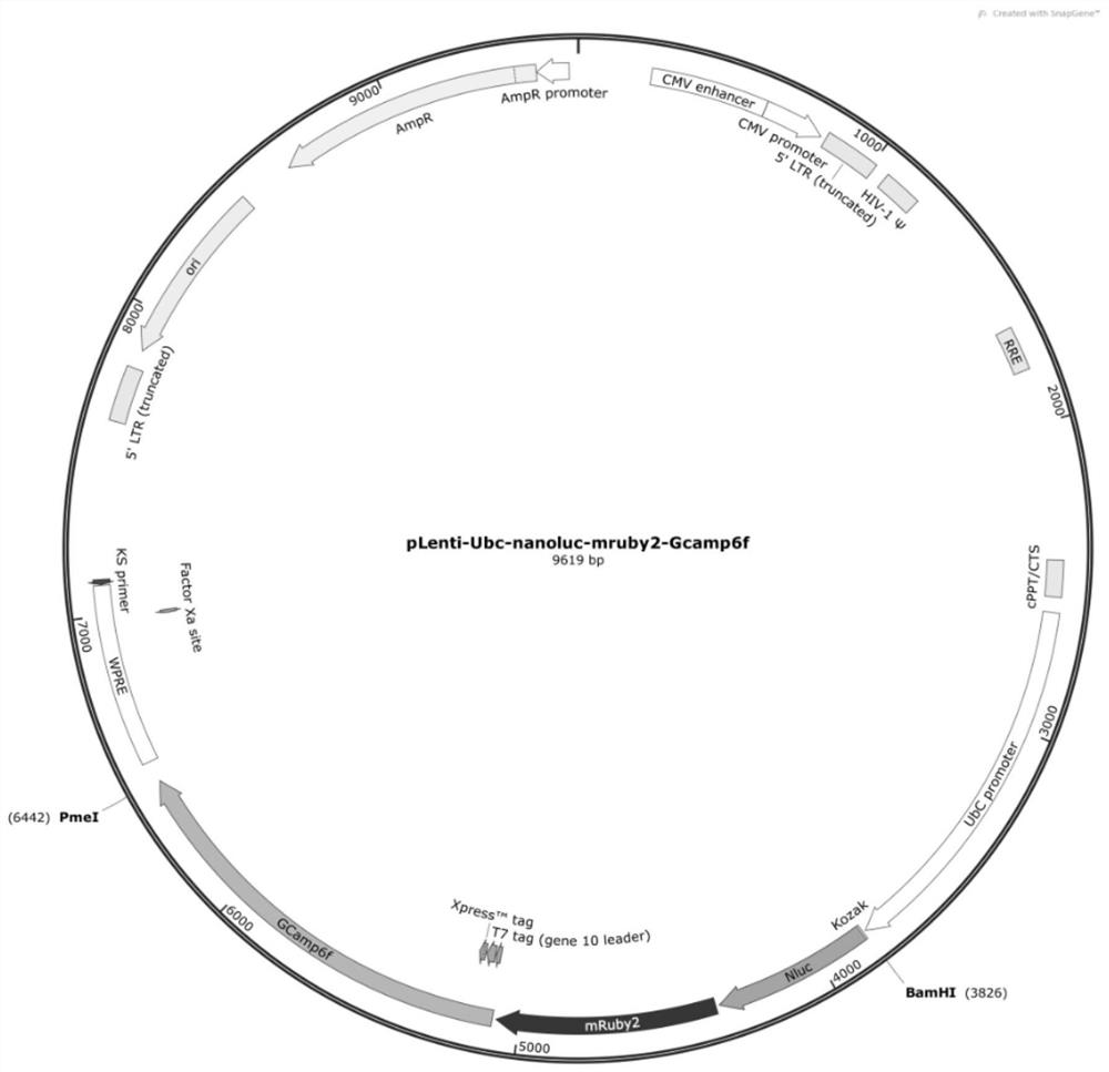 Fusion imaging gene, lentivirus expression plasmid thereof, lentivirus, cell, and preparation method and application of cell