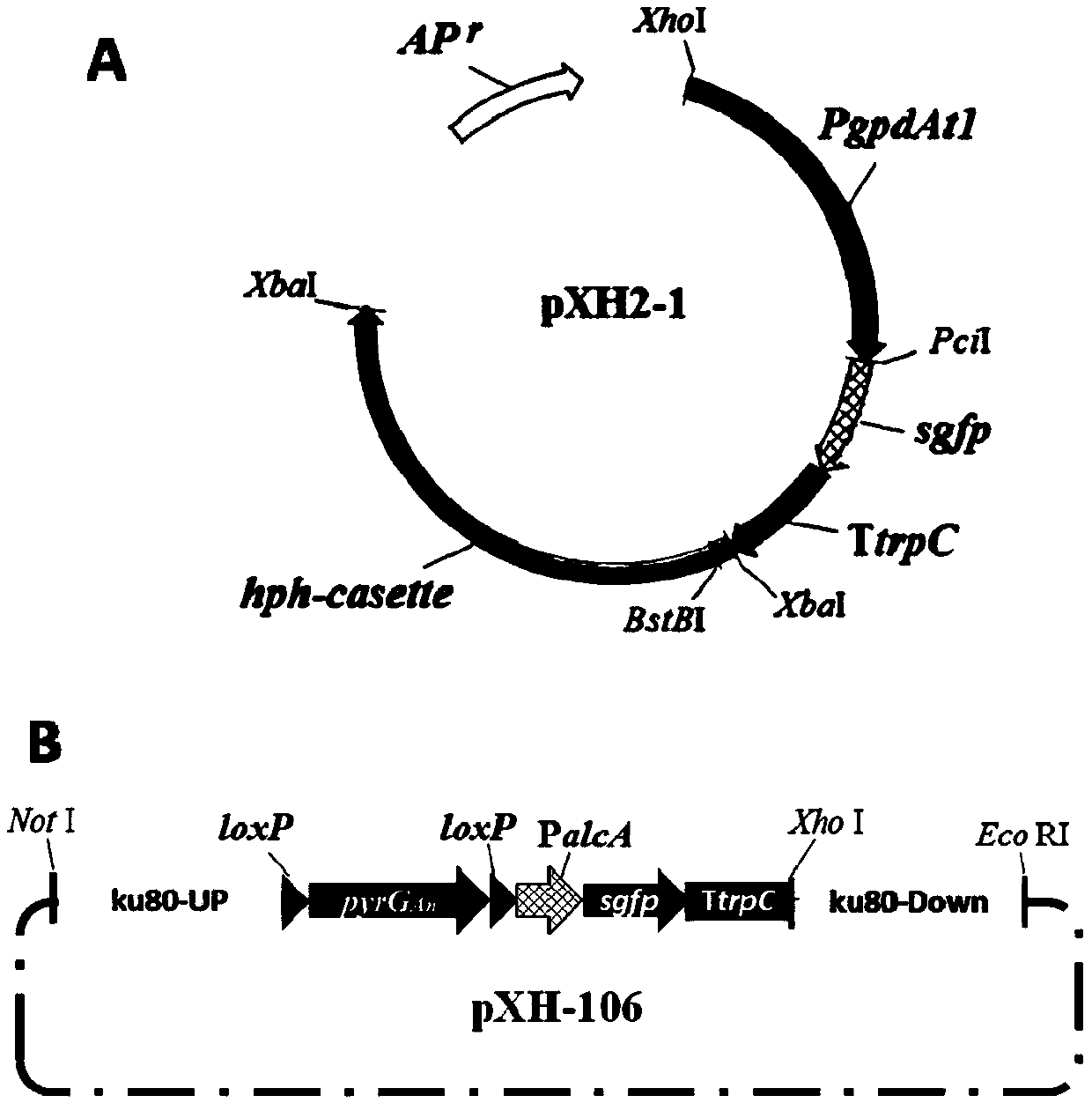 Aspergillus for producing monacolin J, and construction method and application thereof