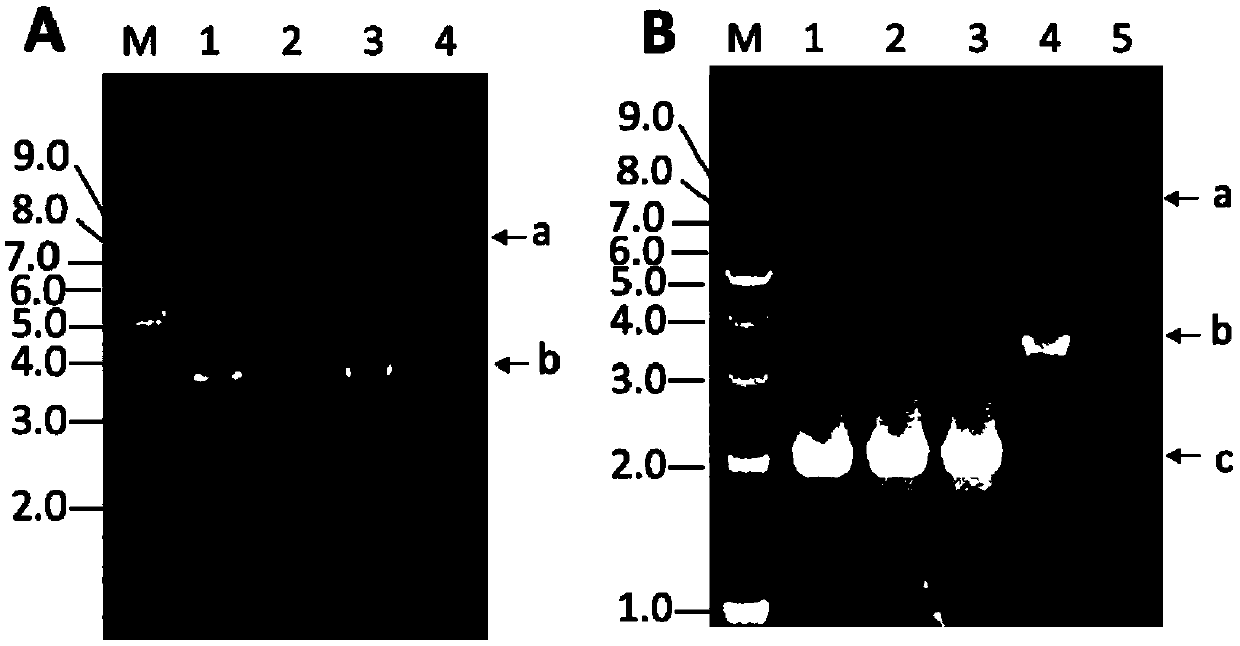 Aspergillus for producing monacolin J, and construction method and application thereof