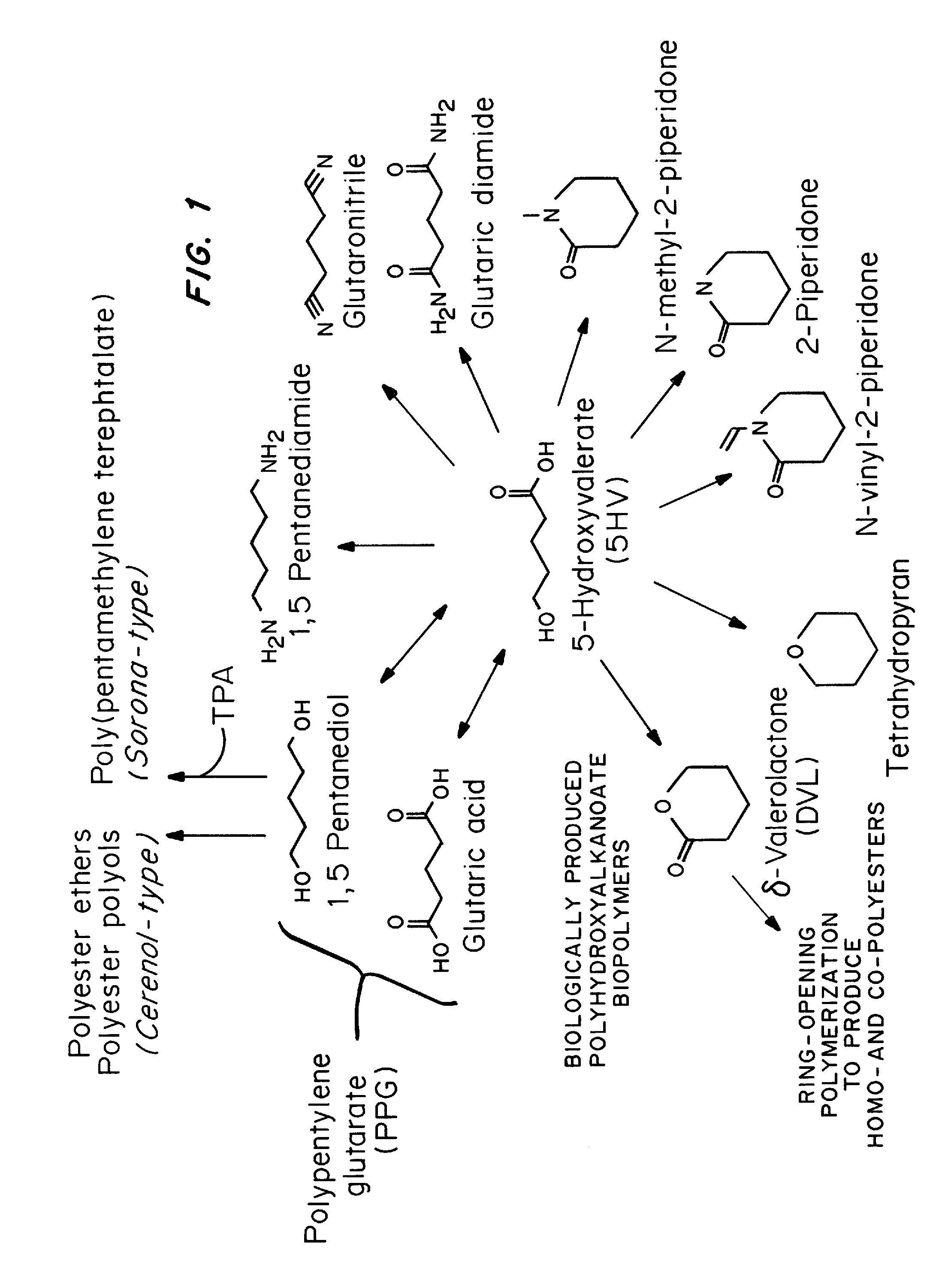 Green process and compositions for producing poly(5HV) and 5 carbon chemicals