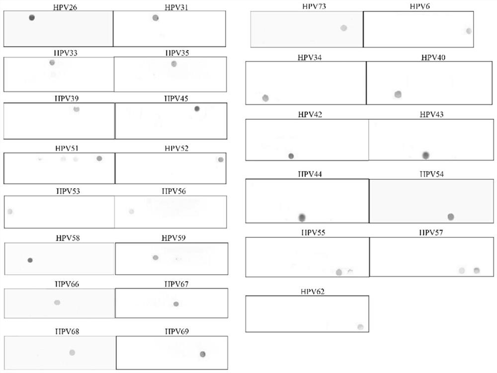 A kind of hpv gene chip and its preparation method and application