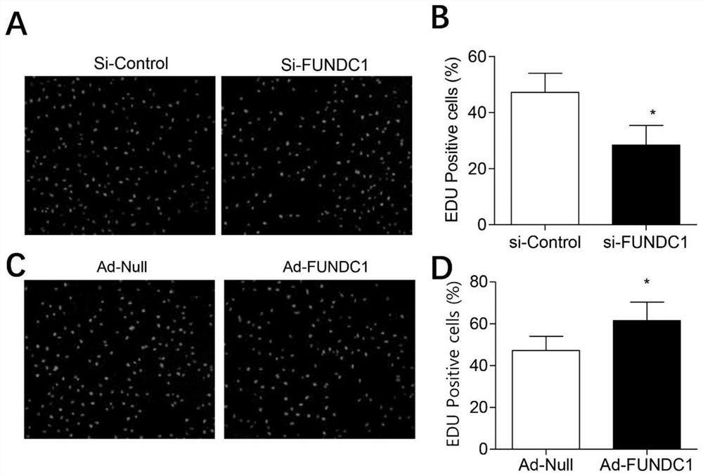 Application of FUNDC1 in preparation of medicine for preventing and treating vascular and tumor diseases